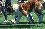 Animal, Animals, RSPCA, Dog, Dogs, pet, pets, domestic dog, domestic dogs, pet, pets, saint bernard, saint bernards, saint bernard dog, saint bernard dogs, ST bernard, St Bernards, St Bernard dog, St bernard dogs, million paws, million paws walk.