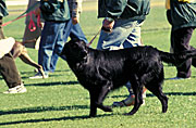 Australia, sa, RSPCA, south australia, adelaide, elder park, torrens, torrens river, river torrens, charity, charities, dog, dogs, domestic, domestic dog, domestic dogs, million paws, million paws walk, people.