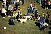 Australia, sa, RSPCA, south australia, adelaide, elder park, torrens, torrens river, river torrens, charity, charities, dog, dogs, domestic, domestic dog, domestic dogs, million paws, million paws walk, people, crowd, crowds.