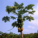 Food, Fruit, pawpaw, pawpaws, paw paw, paw paws, papaya, papayas.