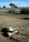 Australia, Australian, Australian desert, Australian deserts, climate, weather, drought, drought scene, drought scenes, disasters, natural disasters, cow, cows, cattle, livestock, animal, animals, dead, dead animal, dead animals, australia, northern territory, nt, disaster, natural disaster, natural, desert, deserts, desert scenes, outback, australian outback, outback australia.