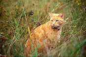 Animal, animals, bell, bells, collar, collars, felis, felis catus, feline, felines, mammal, mammals, placental mammal, placental mammals, cat, cats, carnivore, carnivores, carnivora, felidae, pet, pets, domestic, domestic animal, domestic animals, domestic cat, domestic cats, Animal, animals, felis, catus, felis catus, feline, felines, mammal, mammals, placental mammal, placental mammals, cat, cats, carnivore, carnivores, carnivora, felidae, pet, pets, domestic, domestic animal, domestic animals, ginger, ginger cat, ginger cats, grass, garden, gardens.