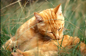 Animal, animals, felis, felis catus, feline, felines, mammal, mammals, placental mammal, placental mammals, cat, cats, carnivore, carnivores, carnivora, felidae, pet, pets, domestic animal, domestic animals, domestic, domestic cat, domestic cats, ginger, ginger cat, ginger cats, clean, cleans, cleaning.