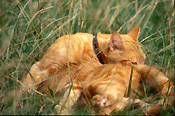 Animal, animals, felis, felis catus, feline, felines, flea, fleas, mammal, mammals, placental mammal, placental mammals, cat, cats, carnivore, carnivores, carnivora, felidae, pet, pets, domestic animal, domestic animals, domestic, domestic cat, domestic cats, ginger, ginger cat, ginger cats, clean, cleans, cleaning.