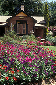 Garden, Gardens, Cottage, Cottages, cottage garden, cottage gardens, petunia, Petunias, exteriors, house, houses, housing, house, houses, housing, flower, flowers, architecture.