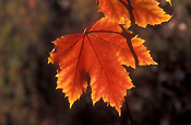Australia, tree, trees, foliage, leaf, leaves, autumn, autumn scene, autumn scenes, autumn foliage.