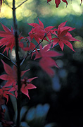 Autumn, Autumn leaves, leaf, leaves, autumn foliage, autumn tones, tree, trees, autumn scene, autumn scenes.