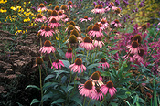 Herb, Herbs, echinacea, Echinacea purpurea, purpurea, coneflowers, coneflowers, purple coneflower, purple coneflowers, purple, purple flower, purple flowers, daisy, daisies, IS47,