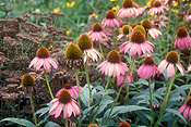 Herb, Herbs, echinacea, Echinacea purpurea, purpurea, coneflowers, coneflowers, purple coneflower, purple coneflowers, purple, purple flower, purple flowers, daisy, daisies, IS47,