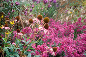 Herb, Herbs, echinacea, Echinacea purpurea, purpurea, coneflowers, coneflowers, purple coneflower, purple coneflowers, purple, purple flower, purple flowers, daisy, daisies, IS47,