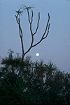 Moon, moons, the moon, sky, skies, sky scene, sky scenes, planet, planets, terrestrial planet, kakadu, kakadu NP, Kakadu National Park, NT, Northern Territory, Australia, tree, trees.