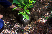 Gardening, gardener, gardeners, plant, plants, planting, pot, pots, potted.