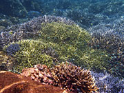 Thailand, Coral, Underwater, Marine, Fish, Surin, Islands