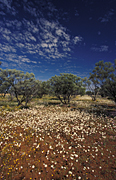 Australia, Australian, Australian desert, Australian deserts, Desert, deserts, desert scenes, desert scenes, Great Victoria Desert, WA, Western Australia, Australia, flower, flowers, wildflower, wildflowers, outback, australian outback, outback australia, WA wildflowers, Western Australian wildflowers, Great victoria.