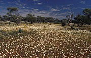 Australia, Australian, Australian desert, Australian deserts, Desert, deserts, desert scenes, desert scenes, Great Victoria Desert, WA, Western Australia, Australia, flower, flowers, wild, wildflowers, wildflowers, australian outback, outback australia, WA wildflowers, Western Australian wildflowers.