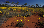 Australia, Australian, Australian desert, Australian deserts, WA, Western Australia, australia, peterman, peterman ranges, desert, deserts, desert scenes, desert scenes, great victoria, great victoria desert, outback, australian outback, outback australia, flower, flowers, wild, wildflower, wildflowers.