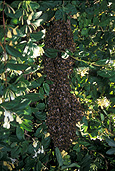 Insect, Insects, bee, bees, european, European bee, European bees, honey, European-bee, European-bees, hive, hives, bee hive, bee hives, australia, colony, colonies, IS47,