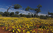 Australia, Australian, Australian desert, Australian deserts, WA, Western Australia, australia, peterman, peterman ranges, desert, deserts, desert scenes, desert scenes, great victoria, great victoria desert, outback, australian outback, outback australia, flower, flowers, wild, wildflower, wildflowers.