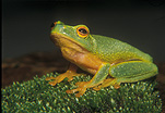 Animal, animals, amphibian, amphibians, frog, frogs, tree frog, tree frogs, dainty tree frog, dainty tree frogs, Litoria gracilenta, Litoria, IS47,