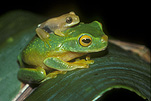 Amphibian, Amphibians, Frog, Frogs, litorias, litoria gracilenta, tree frog, tree frogs, dainty tree frog, dainty tree frogs, IS47,