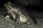 Amphibian, Amphibians, toad, toads, canetoad, canetoads, cane toad, cane toads, cane-toad, cane-toads, bufo, bufo marinus, IS47,