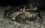 Amphibian, Amphibians, toad, toads, canetoad, canetoads, cane toad, cane toads, cane-toad, cane-toads, bufo, bufo marinus, IS47,