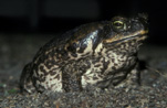Amphibian, Amphibians, toad, toads, canetoad, canetoads, cane toad, cane toads, cane-toad, cane-toads, bufo, bufo marinus, IS47,
