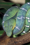 Animal, Animals, reptile, Reptiles, Snake, Snakes, tree snake, tree snakes, boa, boas, emerald tree boa, emerald tree boas, IS47,