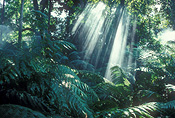 Forest, Forests, rainforest, rainforests, tree, trees, rainforest floor, rainforest floors, temperate, temperate rainforest, temperate rainforests, australia, vic, victoria, melbourne, melbourne botanical gardens, botanical garden, botanical gardens, fern, ferns, IS47,
