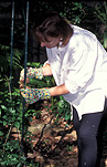 People, people gardening, women, woman, female, females, outdoors, leisure, garden, gardens, gardening, gardening gloves, garden gloves, gloves, pair of gloves.
