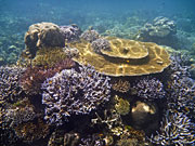 Thailand, Coral, Underwater, Marine, Fish, Surin, Islands