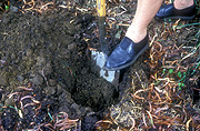 People, people gardening, gardening, gardener, gardeners, dig, digs, digging, shovel, shovels, shovelling, spade, spades, tool, tools, garden tool, garden tools, foot, feet, hole, soil.