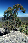 Australia, New South Wales, recreation area, recreation areas, recreation park, recreation parks, thunderbolt, thunderbolts lookout, lookout, lookouts, torrington, torrington state recreation area, tree, trees, bushranger, bushranges.