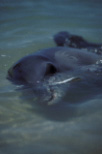 Marinelife, Marine life, Aquatic, Aquatic life, Sea life, Sealife, Placental Mammal, Placental mammals, mammal, mammals, dolphin, dolphins, Bottlenose dolphin, Bottlenose dolphins, Tursiops truncatus, shark bay, bay, bays, WA, Western Australia.