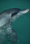 Marinelife, Marine life, Aquatic, Aquatic life, Sea life, Sealife, Placental Mammal, Placental mammals, mammal, mammals, dolphin, dolphins, Bottlenose dolphin, Bottlenose dolphins, Tursiops truncatus, shark bay, bay, bays, WA, Western Australia.