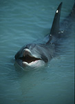 Marinelife, Marine life, Aquatic, Aquatic life, Sea life, Sealife, Placental Mammal, Placental mammals, mammal, mammals, dolphin, dolphins, Bottlenose dolphin, Bottlenose dolphins, Tursiops truncatus, shark bay, bay, bays, WA, Western Australia.