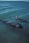 Marinelife, Marine life, Aquatic, Aquatic life, Sea life, Sealife, Placental Mammal, Placental mammals, mammals, dolphin, dolphins, Bottlenose dolphin, Bottlenose dolphins, Tursiops truncatus, shark bay, bay, bays, WA, Western Australia.