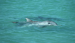 Marinelife, Marine life, Aquatic, Aquatic life, Sea life, Sealife, Placental Mammal, Placental mammals, mammal, mammals, dolphin, dolphins, Bottlenose dolphin, Bottlenose dolphins, Tursiops, Tursiops truncatus, shark bay, bay, bays, WA, Western Australia.