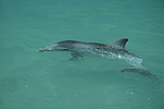 Marinelife, Marine life, Aquatic, Aquatic life, Sea life, Sealife, Placental Mammal, Placental mammals, mammal, mammals, dolphin, dolphins, Bottlenose dolphin, Bottlenose dolphins, Tursiops truncatus, shark bay, bay, bays, WA, Australia, Western Australia, water.