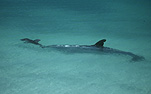Australia, australian, Marinelife, Marine life, Aquatic, Aquatic life, Sea life, Sealife, Placental Mammal, Placental mammals, mammal, mammals, dolphin, dolphins, Bottlenose dolphin, Bottlenose dolphins, Tursiops, Tursiops truncatus, shark bay, bay, bays, WA, Western Australia, water.