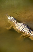 FRESHWATER CROCODILE KNOWN AS 'FRESHIE' (CROCODYLUS JOHNSTONI) WINDJANA GORGE, WESTERN AUSTRALIA