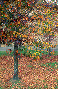 Australia, Autumn, Autumn leaves, leaves, autumn foliage, autumn tones, tree, trees, autumn scene, autumn scenes, lawn, lawns.