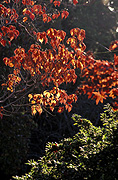 Australia, Autumn, Autumn leaves, leaves, autumn foliage, autumn tones, Tree, trees, autumn scene, autumn scenes.