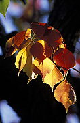 Australia, Autumn, Autumn leaves, leaves, autumn foliage, autumn tones, tree, trees, autumn scene, autumn scenes.