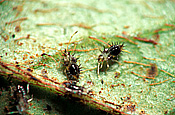 Insect, Insects, bug, bugs, lace bugs, azalea pest, azalea pests, Azalea lace bug, Azalea lace bugs, lace bug, lace bugs, pest, pests, plant pest, plant pests, Azalea, Azaleas, Stephanitis pyrioides, Stephanitis.