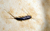 Insect, insects, silverfish, silver fish, apterygota, lapisma, saccharina, lapisma saccharina, pest, pests.