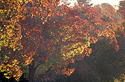 Australia, Autumn, Autumn leaves, leaves, autumn foliage, autumn tones, tree, trees, autumn scene, autumn scenes.