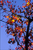 Australia, tree, trees, autumn, autumn foliage, autumn scene, autumn scenes.