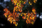 Australia, tree, trees, autumn, autumn foliage, autumn scene, autumn scenes, Canberra, great dividing range, act, australian capital territory, australia.