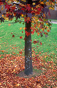 Australia, Autumn, Autumn leaves, leaves, autumn foliage, autumn tones, tree, trees, autumn scene, autumn scenes, lawn, lawns.